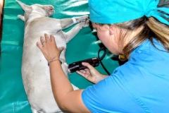 Veterinaria_El_Sol-1